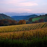 Vineyard in the Pyrenees