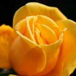 Yellow Rose