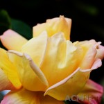 Yellow and Pink Rose