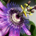 Passion Flower "Purple Rain"