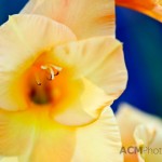 Peach Gladiolus