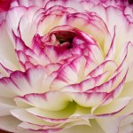 White and Pink Ranunculus