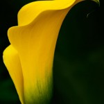 Yellow Calla Lily