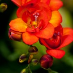 Orange Freesia