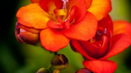 Flowers and Plants Photo Gallery