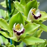 Cymbidium Orchid Grootbloemig