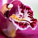 Phalaenopsis "Paloma"