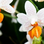 Phalaenopsis "Mini Mark"