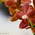 Phalaenopsis "Thunja"