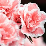 Pink and White Rhododendron