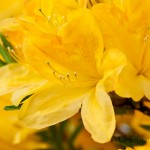 Yellow Azalea