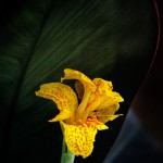 Canna Lily