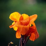 Canna Lily