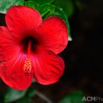 Hibiscus