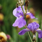 Purple Iris