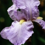 Purple Bearded Iris