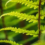 Fern