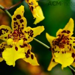 Yellow Orchid