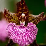 Spotted Orchid