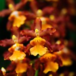 Tiny Chocolate Orchids