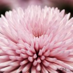 Chrysanthemum