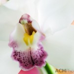 Cymbidium Orchid Pearl-Balkis "Fiona"