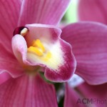 Cymbidium "Cindyflor" Orchid