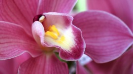 Orchids Photo Gallery