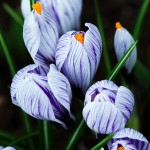 Spring Crocus