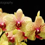 Trio of Orchids