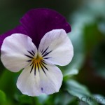 Pansy