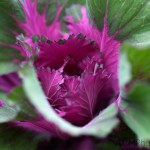 Ornamental Cabbage