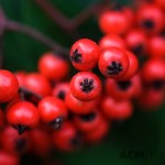 Berries