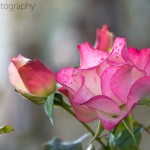 Pink Rose