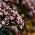 Flowering Shrub
