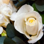 White Rose