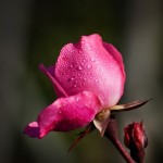 Pink Rose