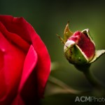 Red Rose Bud
