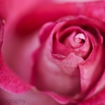 Pink Rose