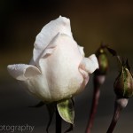 White Rose