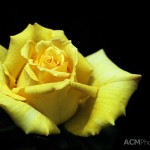 Yellow Rose