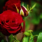Red Rose