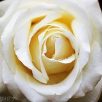 White Rose