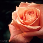 Peach Rose