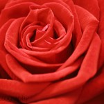 Red Rose
