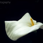 White Calla Lily