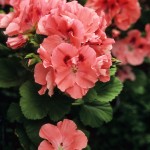 Pink Geranium