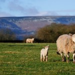 Spring Lambs