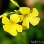 Yellow Macro