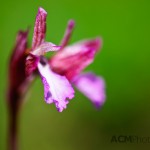 Wild Orchid